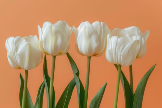 Floral beauty four white tulips blooming against vibrant orange background for spring decor