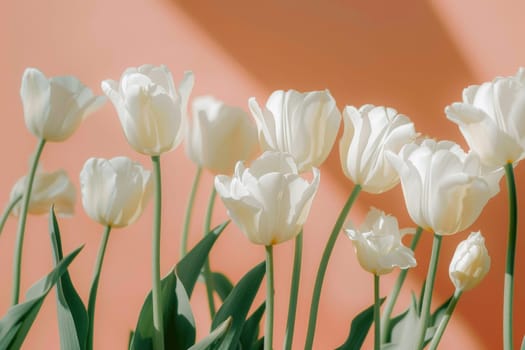 Springtime beauty stunning white tulips blooming against a vibrant pink background, fresh spring flowers concept