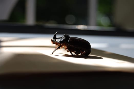 A red-brown beetle with a massive body, it belongs to the Coleoptera species. Very loud when flying.