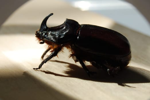 A red-brown beetle with a massive body, it belongs to the Coleoptera species. Very loud when flying.