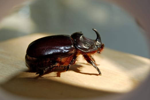 A red-brown beetle with a massive body, it belongs to the Coleoptera species. Very loud when flying.