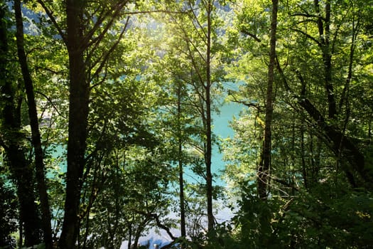 Natural landscape. View of Lake Ritsa through the trees. Ritsa National Park, Abkhazia.