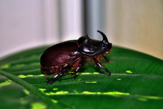 A red-brown beetle with a massive body, it belongs to the Coleoptera species. Very loud when flying.