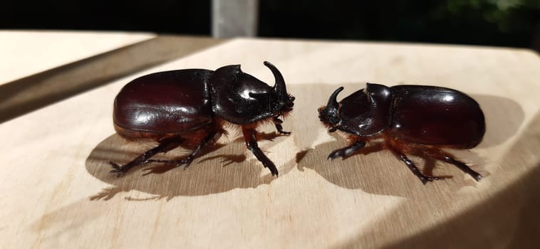 A red-brown beetle with a massive body, it belongs to the Coleoptera species. Very loud when flying.