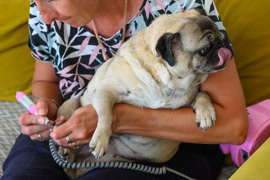 woman trims her dog's nails on the sofa at home 3