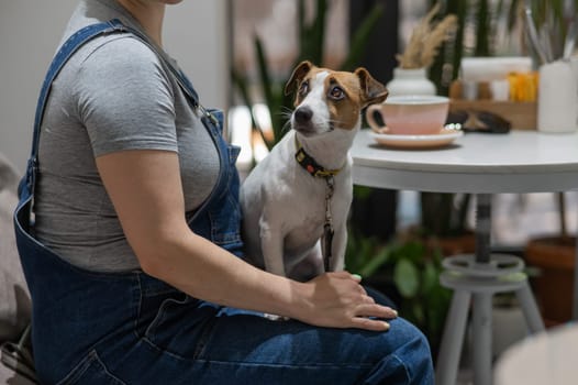 Jack Russell Terrier sitting on the lap of the owner in a cafe. Pregnant woman drinking coffee in dog friendly cafe