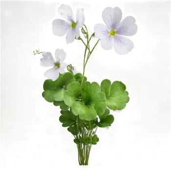 Wood Sorrel Plant low growing plant with trifoliate leaves and small white flowers with purple. Plants isolated on transparent background.