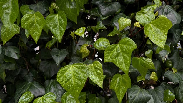 Wet green leaves with raindrops, close up on ivy plant. Nature background. Freshness concept for design and print. Macro shot with copy space. High quality photo