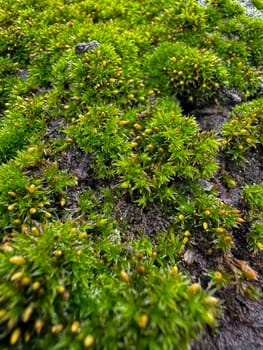 Moss covered tree bark close up with vibrant green textures. Nature background. Natures detail, forest floor life and woodland ecosystem concept for design and print. High quality photo