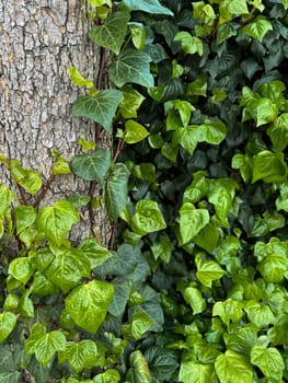 Vivid green ivy leaves climbing on rough tree bark. Variegated foliage, natural background, horticulture concept for design, banner, wallpaper. High quality photo