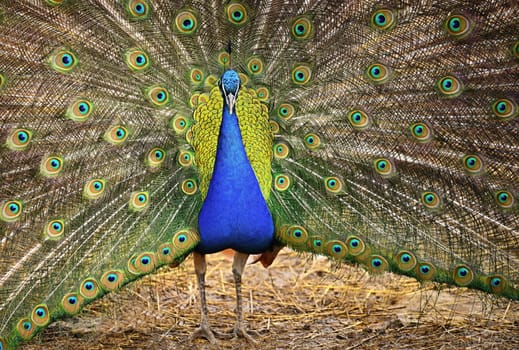 Beautiful colorful peacock bird. Concept for animals and nature. (Pavo cristatus)