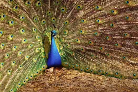 Beautiful colorful peacock bird. Concept for animals and nature. (Pavo cristatus)