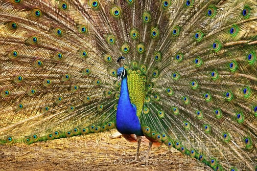 Beautiful colorful peacock bird. Concept for animals and nature. (Pavo cristatus)