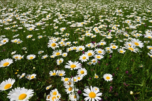 Flowers in the meadow. Beautiful natural background with daisies in spring and sunny day.