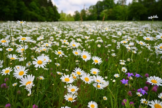 Flowers in the meadow. Beautiful natural background with daisies in spring and sunny day.