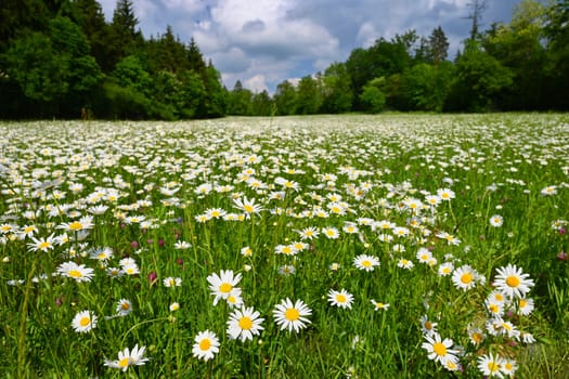 Flowers in the meadow. Beautiful natural background with daisies in spring and sunny day.