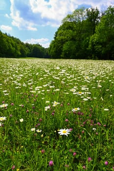 Flowers in the meadow. Beautiful natural background with daisies in spring and sunny day.