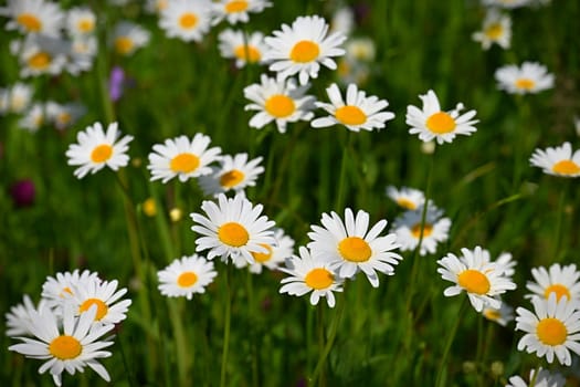 Flowers in the meadow. Beautiful natural background with daisies in spring and sunny day.