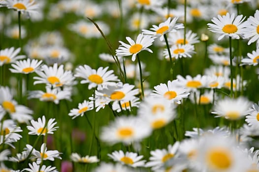 Flowers in the meadow. Beautiful natural background with daisies in spring and sunny day.