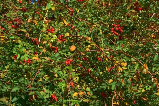 The fruit of a rose, especially a wild kind. Red healthy rose hips for tea and tincture, filled with vitamins and microelements