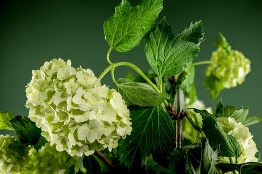 Beautiful Blooming white viburnum Chinese Snowball on a green background. Flower head close-up.