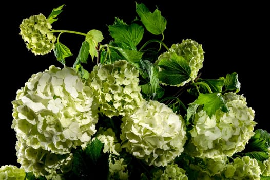 Beautiful Blooming white viburnum Chinese Snowball isolated on a black background. Flower head close-up.