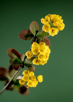 Beautiful Blooming yellow barberry on a green background. Flower head close-up.