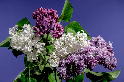 Beautiful Bouquet of colorful lilacs isolated on a blue background. Flower head close-up.