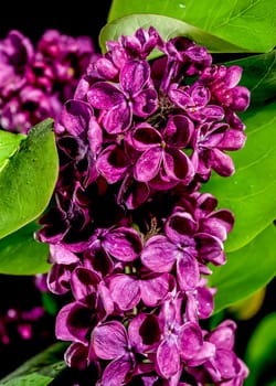 Beautiful blooming dark purple lilac isolated on a black background. Flower head close-up.