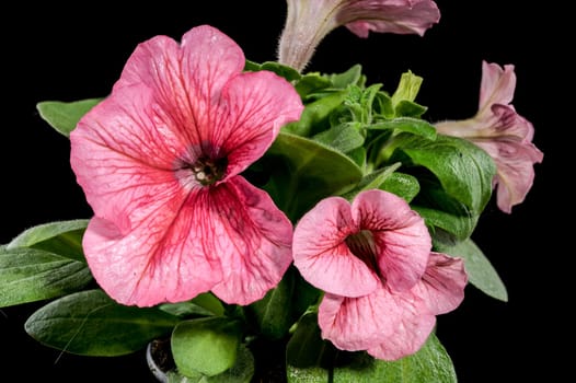 Beautiful Blooming pink Petunia hybrid grandiflora Limbo flowers on a black background. Flower head close-up.