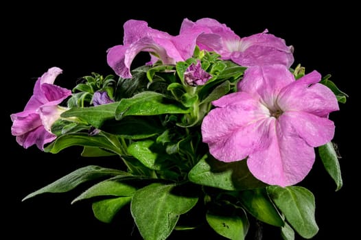 Beautiful Blooming violet Petunia Prism Lavender flowers on a black background. Flower head close-up.