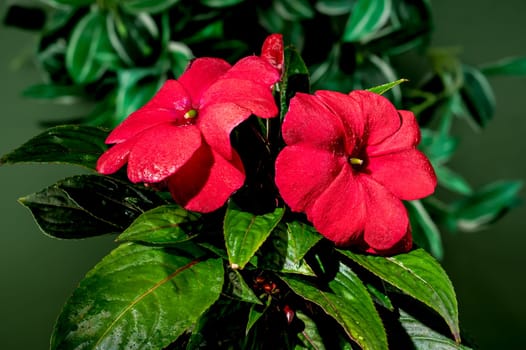 Beautiful Blooming red impatiens hawkeri flowers on a green leaves background. Flower head close-up.