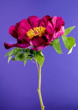 Beautiful Blooming red peony on a purple background. Flower head close-up.