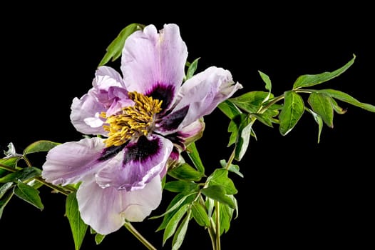 Beautiful Blooming white and pink Rock’s peony isolated on a black background. Flower head close-up.