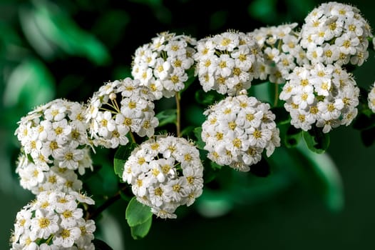 Beautiful Blooming white spirea vanhouttei on a green background. Flower head close-up.