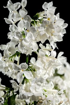 Beautiful blooming white lilac Angel White isolated on a black background. Flower head close-up.