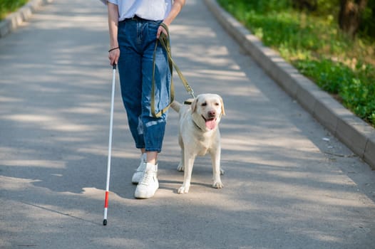 Close-up of female legs with tactile cane and guide dog in the park
