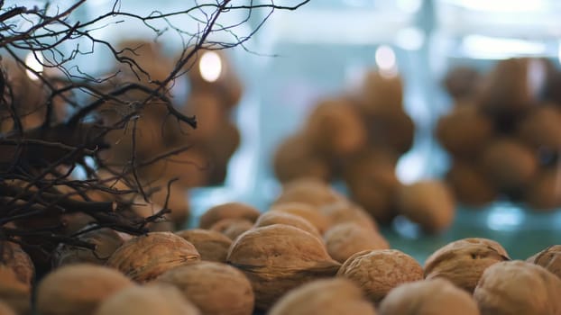 close-up, walnut stock, walnut seedlings with root system. stored in glass jars are seeds, walnuts, various species grown on breeding, hybrids of nuts, of the best quality. walnut cultivation. High quality photo