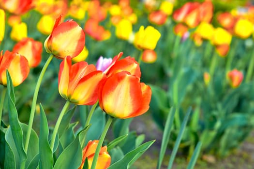 a bulbous spring flowering plant of the lily family, with boldly colored cup shaped flowers