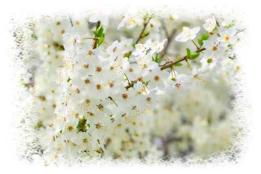 the seed bearing part of a plant, consisting of reproductive organs stamens and carpels