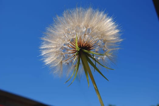 Dandelion is a perennial herbaceous plant of the Asteraceae family.