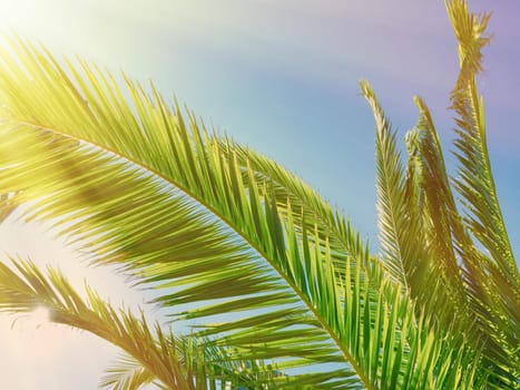 palm leaves in the sunlight - summertime backgrounds and vacations styled concept