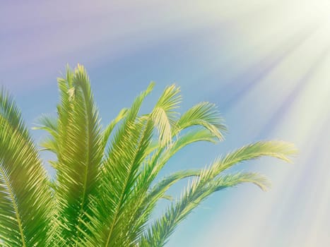 palm leaves in the sunlight - summertime backgrounds and vacations styled concept