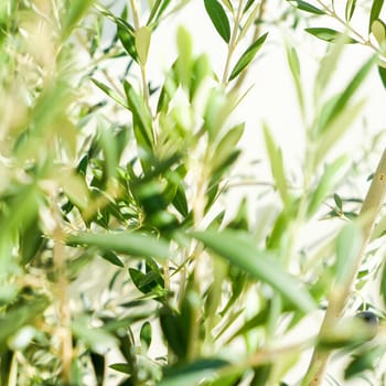 Olive tree and sunshine - gardening, nature background and environmental concept. The beauty of a green garden
