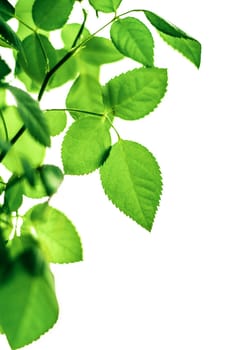 green leaves isolated on white background - nature and springtime styled concept