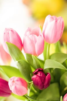 tulips in sunlight - floral, spring holidays and birthday gift styled concept