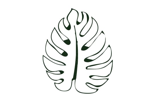 Monstera leaf line art on white background, isolated