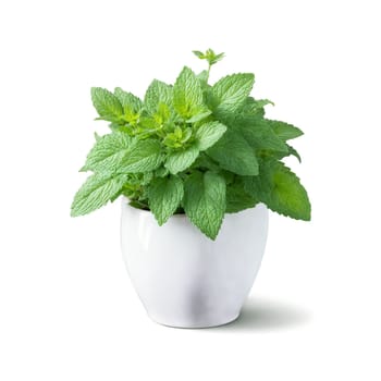 Mint small green leaves with a fresh scent growing in a small white ceramic pot. Plants isolated on transparent background.