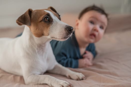 Portrait of a Jack Russell Terrier dog and a three-month-old boy lying on the bed