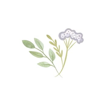 Bouquet of medicinal plants: twigs with leaves and an umbrella of white flowers. Isolated watercolor illustration on white background. Clipart for invitations and wedding cards